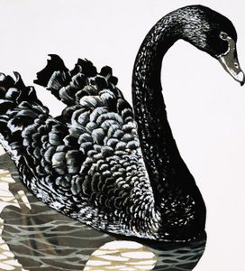 Un cygne noir - English School