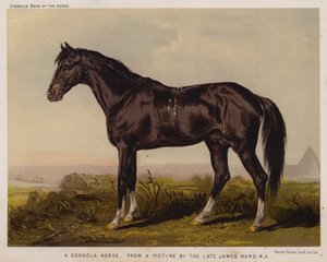 Un cheval Dongola