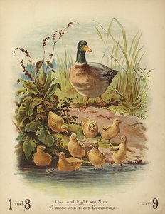 Un canard et huit canetons