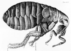 Une puce observée au microscope par Robert Hooke (1635-1703), 1665