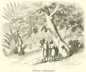 Une forêt à Madagascar - English School