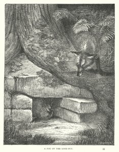 Un renard à l