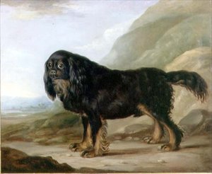 Un épagneul King Charles dans un paysage