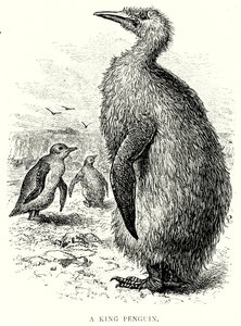 Un roi manchot (gravure)