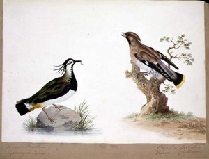Un vanneau et un jaseur - English School