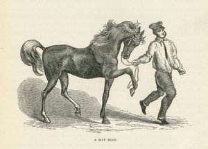 Un oiseau de mai (gravure) - English School