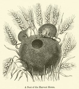 Un Nid de la Souris des Moissons - English School