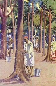 Une plantation de caoutchouc en Malaisie