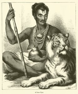 Un tigre apprivoisé (gravure) - English School