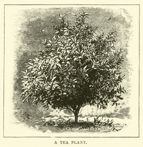 Un plant de thé