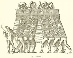 Une Tortue - English School