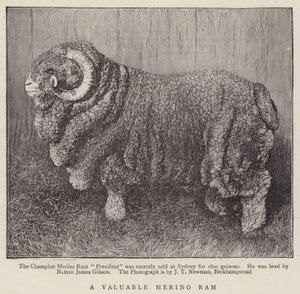 Un Bélier Mérinos Précieux (gravure)