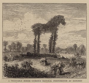 Un cheval végétal, phénomène naturel curieux à Datchet - English School