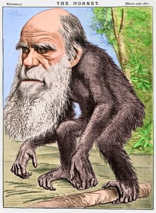 "Un orang-outan vénérable", une caricature de Charles Darwin en singe
