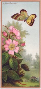 Carte de Noël victorienne représentant un papillon et un buisson de roses sauvages, vers 1880 - English School
