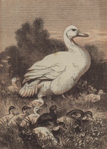 Une promenade parmi les boutons d