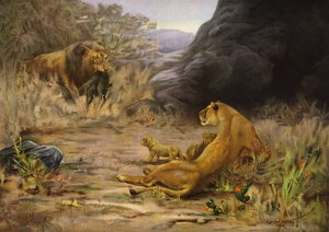 Un retour bienvenu - lion revenant avec de la nourriture pour ses petits (lithographie couleur)