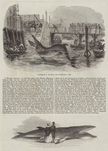 Une Espèce de Baleine dans la Tamise