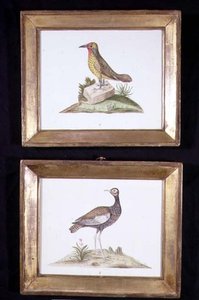 Un pic et un tétras, c.1800