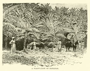 Une plantation de bananes