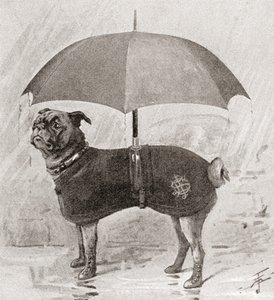Un carlin portant des bottes, un manteau et un parapluie pour se protéger de la pluie - English School