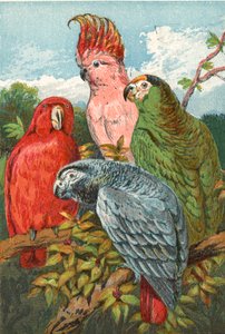 Un perroquet rouge, gris et vert, et un cacatoès - English School
