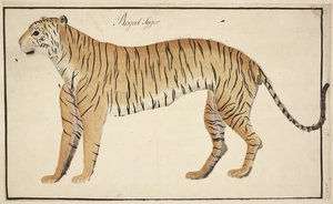 Un tigre royal de la collection du Serfagee de Tanjore - English School