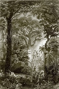 Scène dans la forêt brésilienne