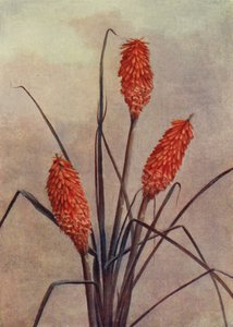 Une splendide fleur de torche, Kniphofia Corallina Superba - English School