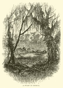 Un marais en Géorgie - English School
