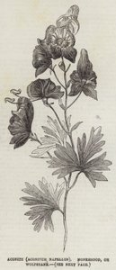 Aconit (Aconitum Napellus), casque de moine ou tue-loup (gravure) - English School