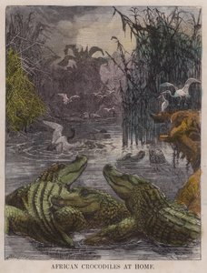 Crocodiles africains chez eux (gravure en couleur) - English School