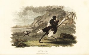 Hommes et garçons africains chevauchant des autruches apprivoisées dans une usine française près de Podor, Sénégal - English School
