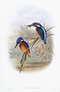 Alcedo Ispida (Martin-pêcheur)