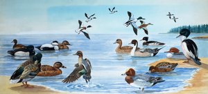 Toutes sortes de canards
