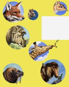 Toutes sortes de museaux et de groins
