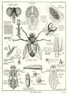 Tout sur une mouche