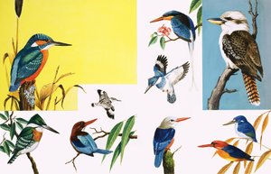 Toutes sortes de martins-pêcheurs - English School
