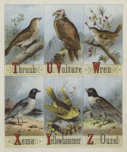 Alphabet des oiseaux