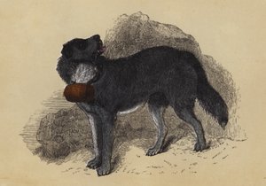 Mâtin des Alpes