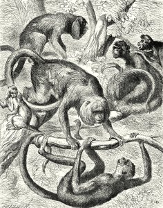Singes américains (gravure) - English School