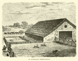 Une station de moutons australienne