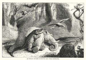 Une jungle indienne, alligator et éléphant mort - English School