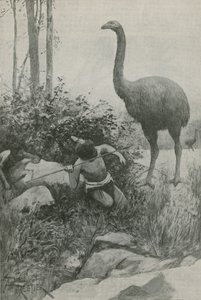 Un habitant éteint de la Nouvelle-Zélande - English School