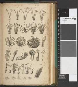Une introduction à la botanique, contenant une explication de la théorie de cette science, et une interprétation de ses termes techniques, extrait des œuvres de Linné...