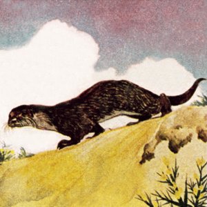Une loutre