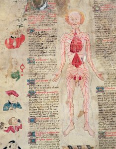 Diagramme anatomique, de De arte phisicali e de cirugia par John Arderne, 1412