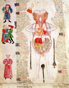Schéma anatomique, extrait de "De arte phisicali e de cirurgia" de John Arderne - English School