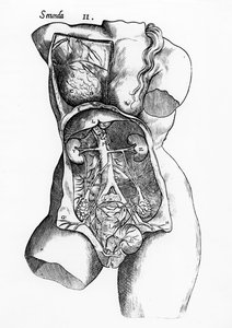 Étude anatomique du corps féminin