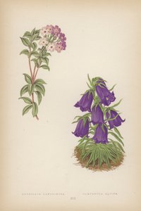 Androsace Lanuginosa; Campanule des Alpes
